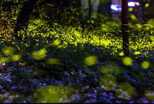 【新竹】5大景點讓你遇見美麗的精靈「螢火蟲」